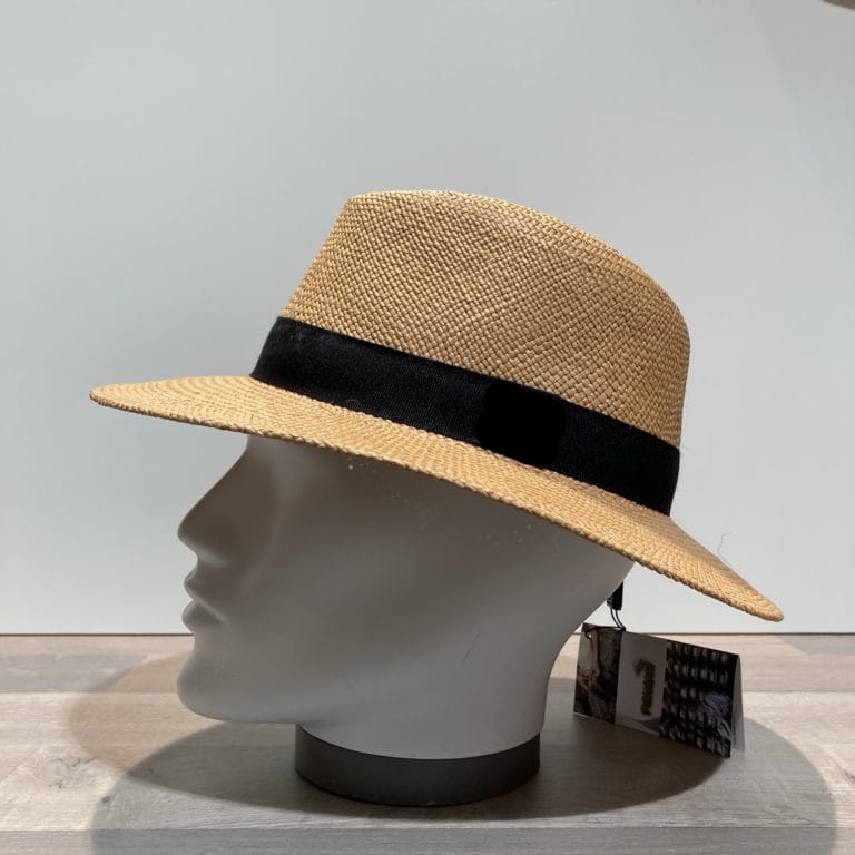 Panama camel